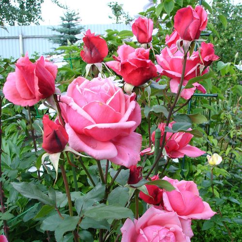 Roz pal, reversul mai închis - Trandafir copac cu trunchi înalt - cu flori teahibrid - coroană dreaptă